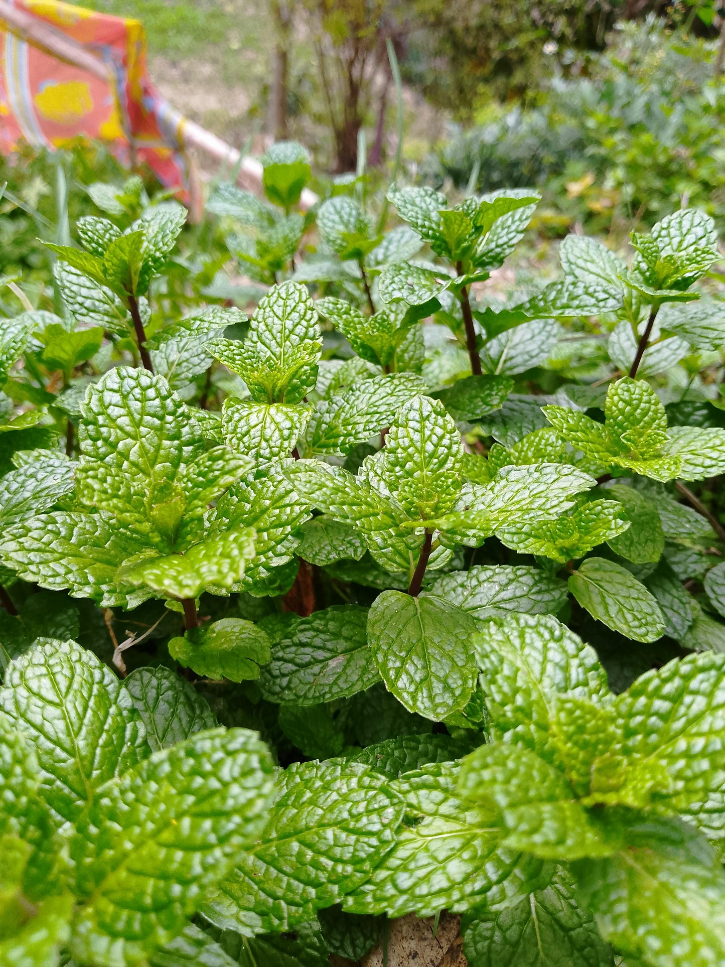 Eucalyptus and Spearmint