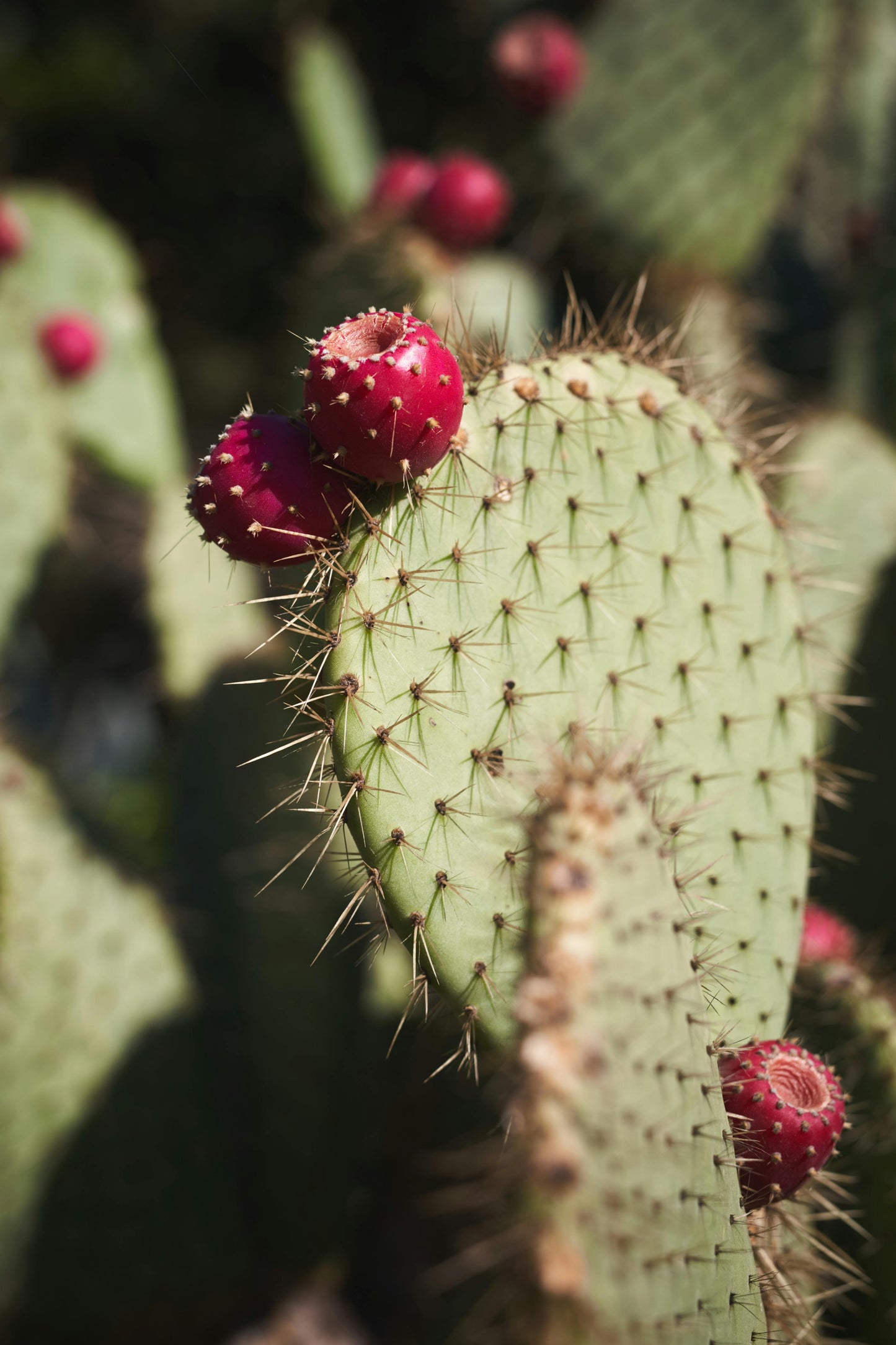 Desert Blossom